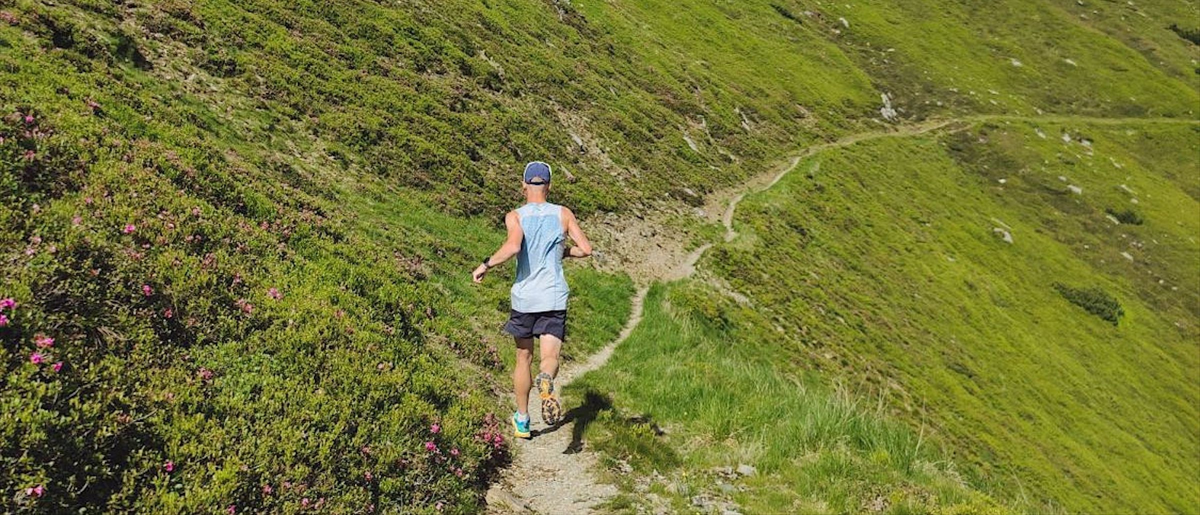 Un coureur vu de dos monte un sentier de montagne entre des pentes herbeuses parsemées de rhododendrons roses.